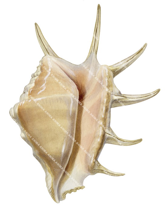 A close-up illustration of a Spider Conch capturing the detailed underwater style of Roger Swainston shown against a white background with fine anatomical details.