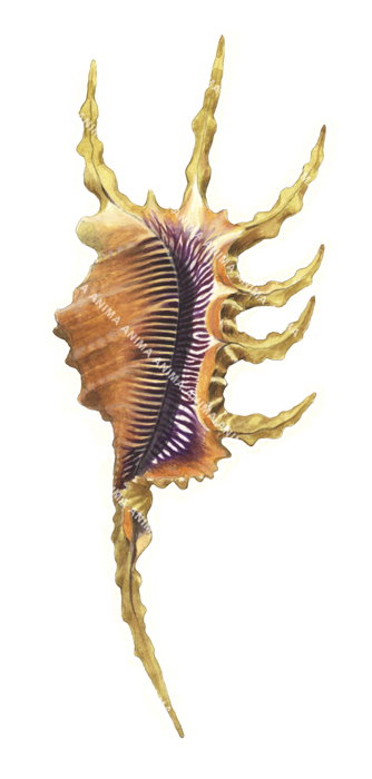Artistically rendered illustration of a Scorpion Conch,with a predominantly golden and brown color scheme, depicted against a white background.
