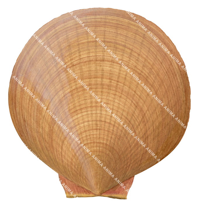 An accurate illustration of the Delicate Saucer Scallop.The background is white and neutral, the shell is light brown color.