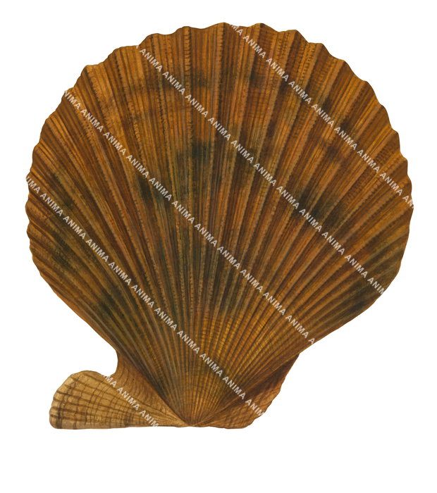 An accurate illustration of a Doughboy Scallop displaying a symmetrical but naturally irregular fan-like geometry,the color palette is brown, white background.