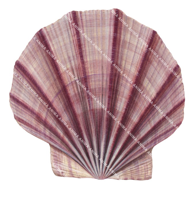 An accurate illustration of the Queen Scallop on white background, dorsal view. The Queen Scallop has a distinct pink colour.
