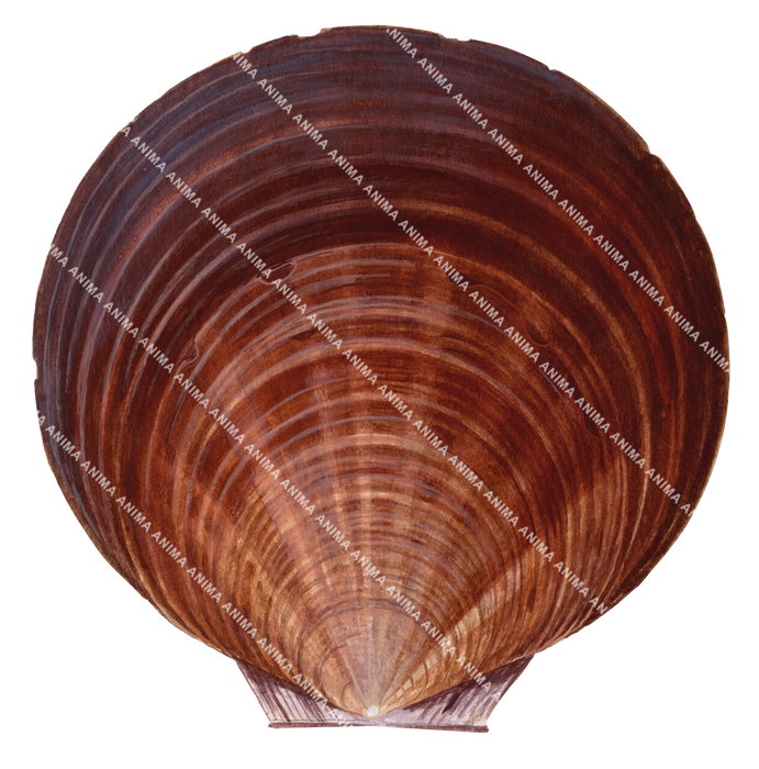 A scientific illustration of the Scallop Saucer a fan-shaped bivalve shell,the shell is positioned flat, facing directly toward the viewer. The color palette is predominantly brown.