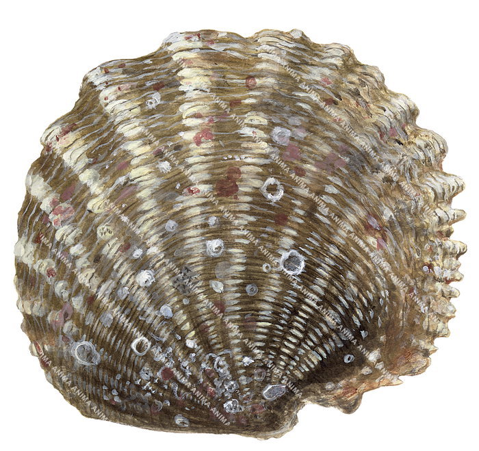 A scientific illustration focusing purely on the specimen itself, white background. The shell has a broad, rounded outline that tapers slightly at the bottom, displaying a symmetrical but naturally irregular fan-like geometry
