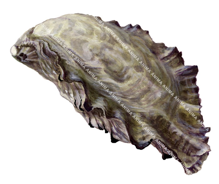 A realistic, accurate illustration of a Pacific Oyster. The edges of the shell are uneven and wavy, reflecting natural growth and erosion,the color palette is predominantly brown and dark grey.