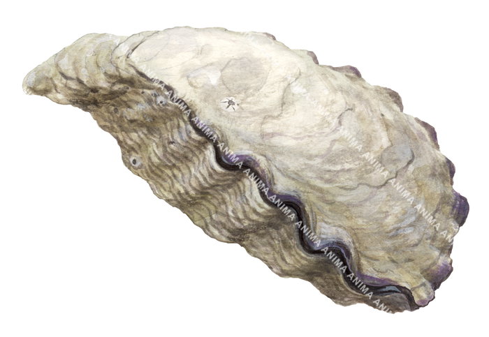 A detailed illustration of a Sydney Rock Oyster shell displayed on white background. The edges are uneven and wavy, reflecting natural growth and erosion.