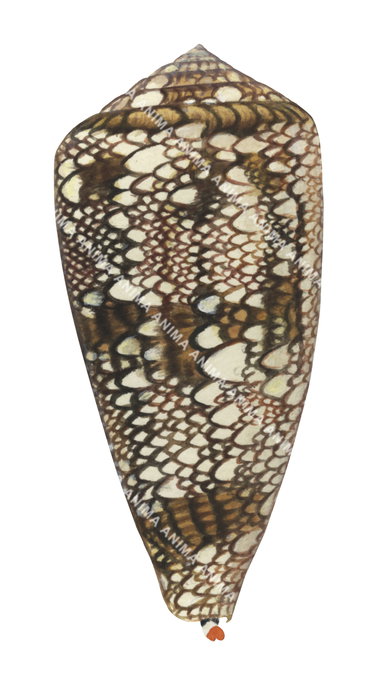 Illustration of a Textile Cone Shell with a camouflage pattern, brown, black and light beige colors.