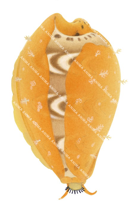 A Zigzag Cowrie Shell with orange, white, and black coloration, against a white background.