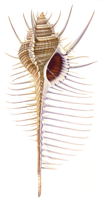 A detailed illustration of a Murex shell with a focus on its ridged texture. It is mostly beige and light brown colour on white background.