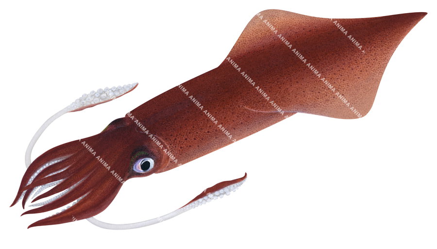 Illustration of a speartip squid with a solid reddish brown color and distinctive tentacles, depicted on a white background.