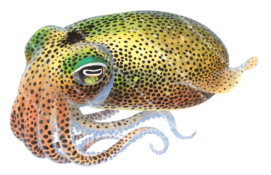 A realistic illustration of the Southern Dumpling Squid shown in profile against a white background with green, orange and yellow body colouring. It has large, reflective eyes with a greenish tint around them