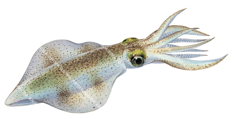 An illustration of the Southern Squid drawn with soft, naturalistic watercolour shading. The squid’s body is elongated and translucent, displaying gentle hues of blue, green, and sandy brown.