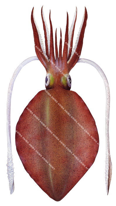 A scientific Illustration of a Southern Squid with red and orange colouring and a green patch behind the eyes.