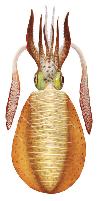Accurate illustration of the Northern Squid, dorsal view on white background, the Squid has an orange colour body and green eyes.