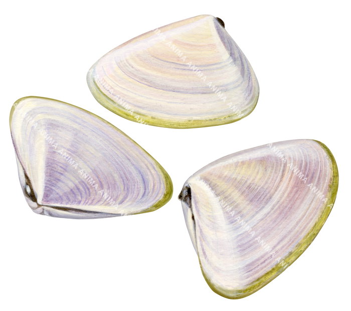 An illustration with three Pipi seashell of same sizes with a purple, pale pink, and beige color pattern with yellowish green edge arranged on a white background.