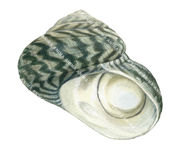 A illustration of a periwinkle shell, showing its spiral and zigzag green patterned texture.