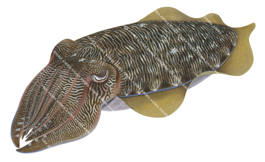 An accurate illustration of the Pharoah Cuttlefish on white background, alive position. The image emphasises naturalistic colouring and fine anatomical detail.