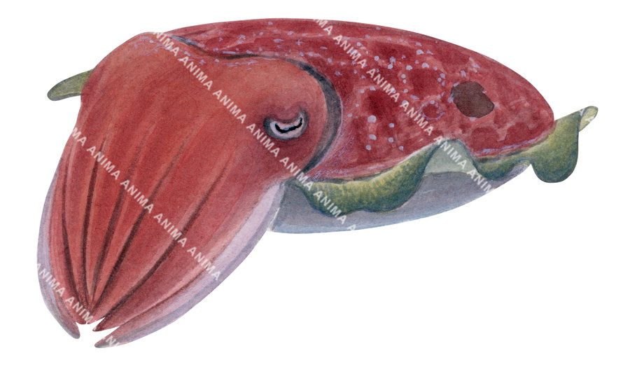An illustration of the Smooth Cuttlefish, alive position on white background with red colouring of its body and green fins.