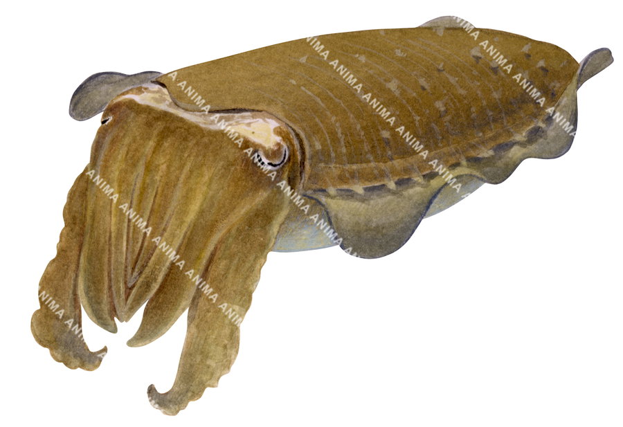 A accurate illustration of a Moody Cuttlefish, with a beige and brown colour scheme, depicted on a white background.