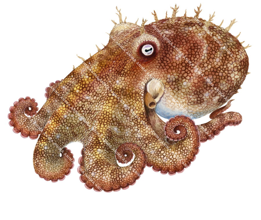 An accurate illustration of the Pale Octopus on white background by R.Swainson. The illustration emphasises naturalistic colouring and fine anatomical details.