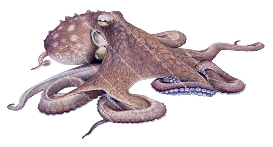 Realistic detailed naturalist painting of the Octopus on white background, alive position with its light brown colour body.