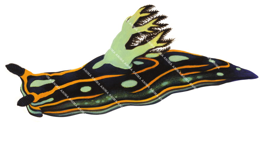 An illustration of a Nudibranch on white background, lateral view, alive position, it has a black body with orange stripes and green spots.