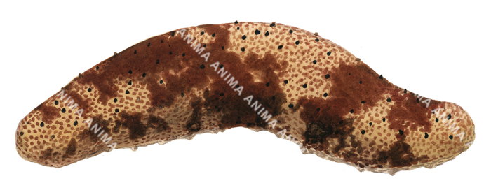 An illustration of a Sea Cucumber, alive position on white background, its body is brown and beige color with black spots