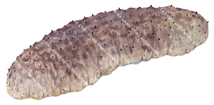 Scientific illustration of a Sea Cucumber displayed on white background, its body is pinkish beige with black very small protuberances.