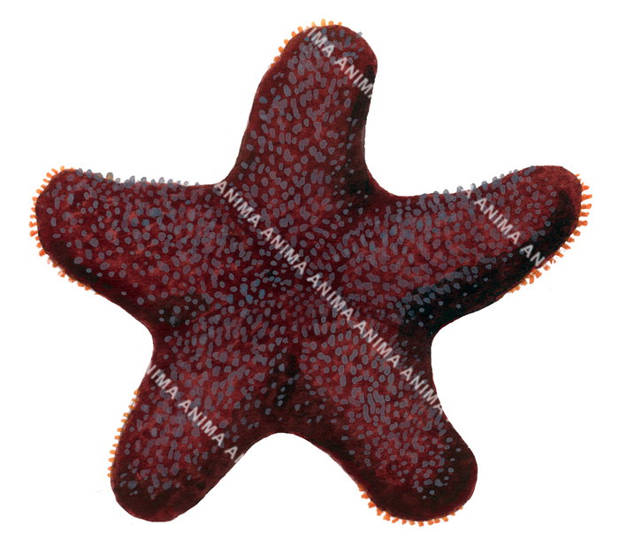 Starfish
