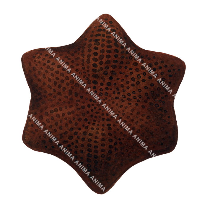 Short Spined Starfish