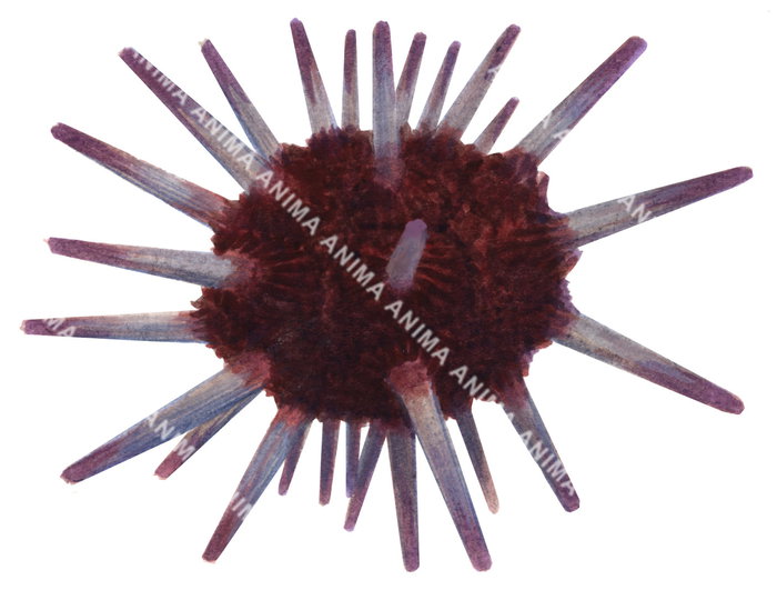 Slate Pencil Urchin