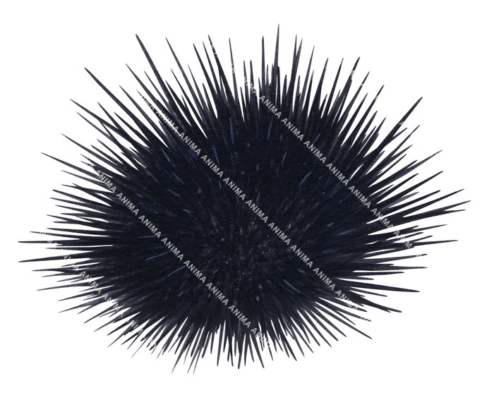 Longspined Urchin
