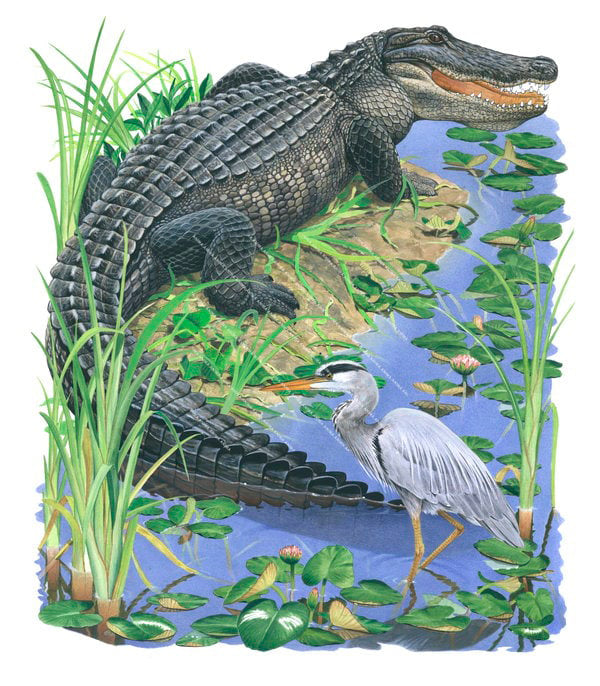 Alligator