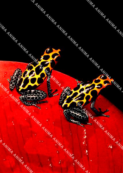 Frogs and red flower