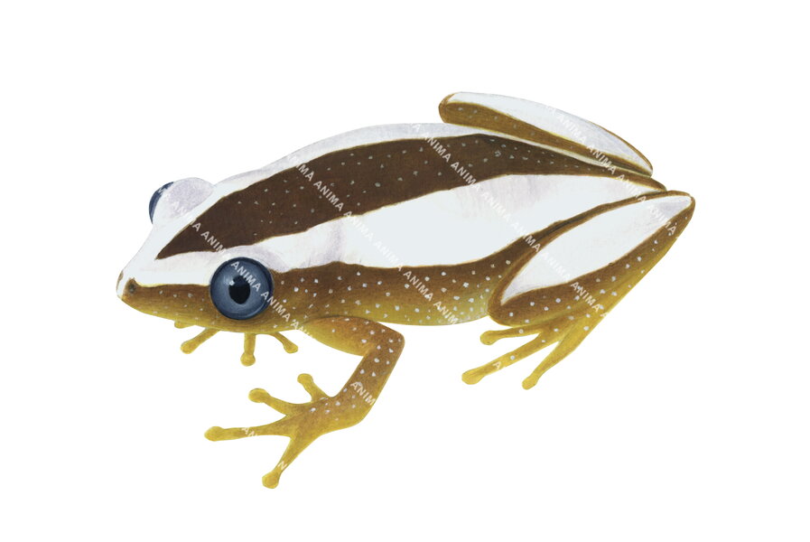 Reed Frog