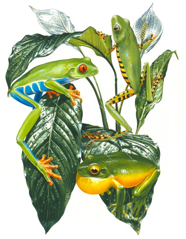 Rainforest Tree Frogs