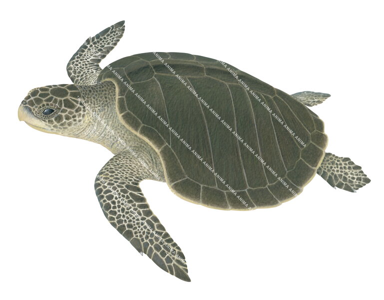 Olive Ridley Turtle