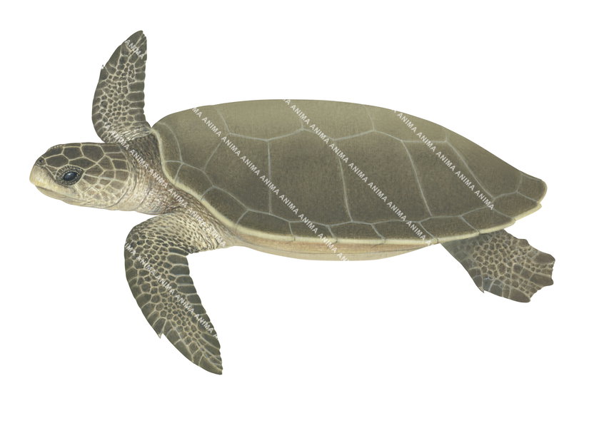 Flatback Turtle
