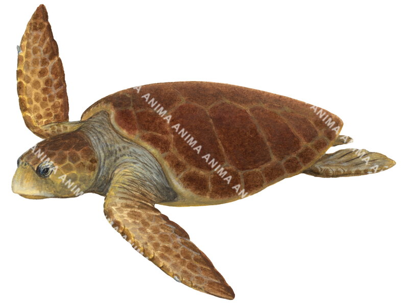 Loggerhead Turtle