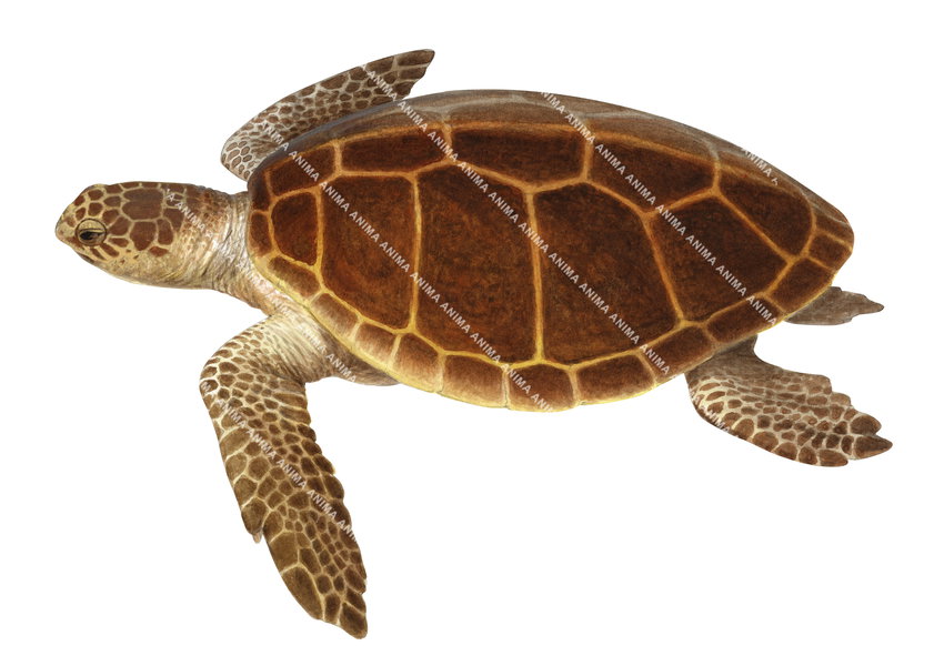 Loggerhead Turtle,Swimming