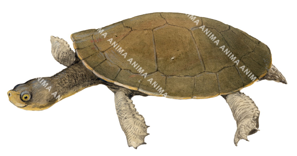 Short Necked Turtle