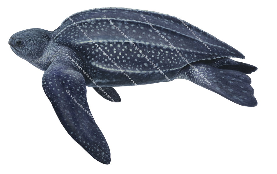Leatherback Turtle