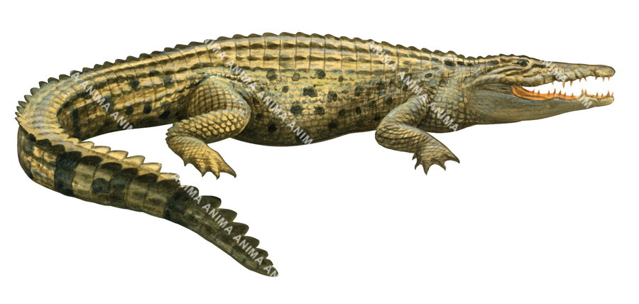 Saltwater Crocodile