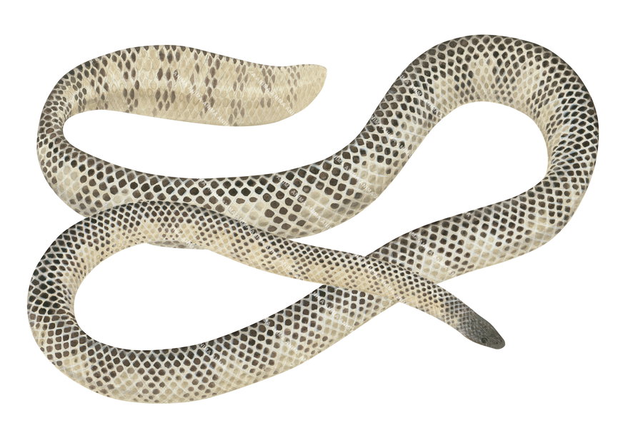 Brown-lined Sea Snake,Aipysurus tenuis