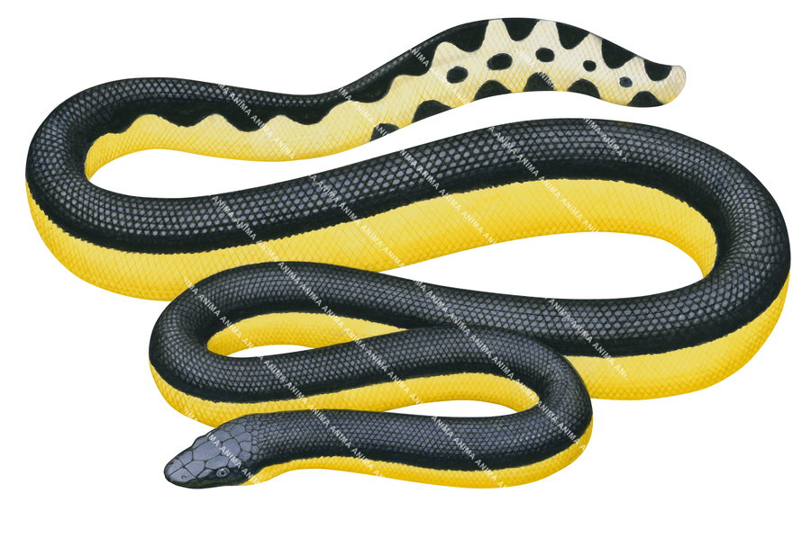 A realistic illustration of the Yellow-bellied Sea Snake displayed on white background, the sea snake has a bright yellow belly and a black back with black circular spot on its paddle tail.
