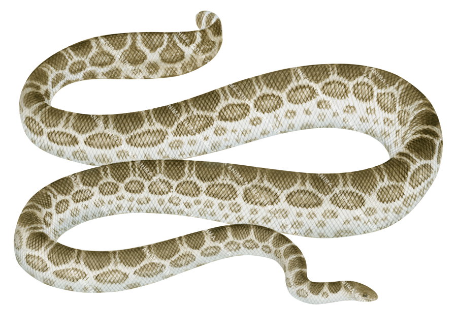 Ocellate Sea Snake