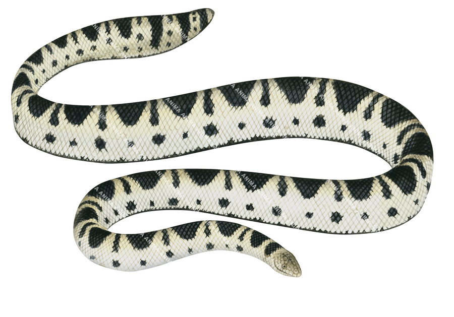 Olive-headed Sea Snake