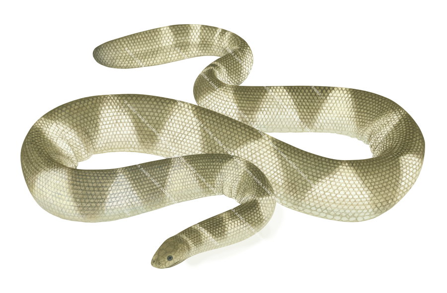 Spine-bellied Sea Snake,Pale colour