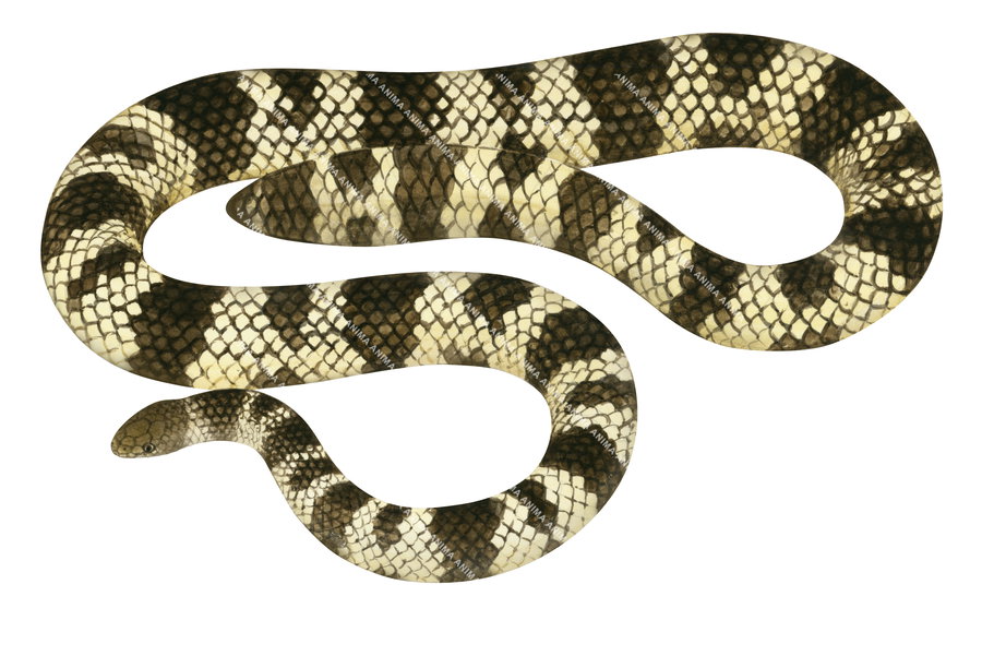 An Illustration of a Mosaic Sea Snake with a pattern of dark brown and cream-colored scales, shown against a white background.