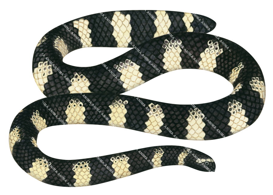 A Turtle-headed Sea Snake illustration with a black and white striped pattern shown against a white background.