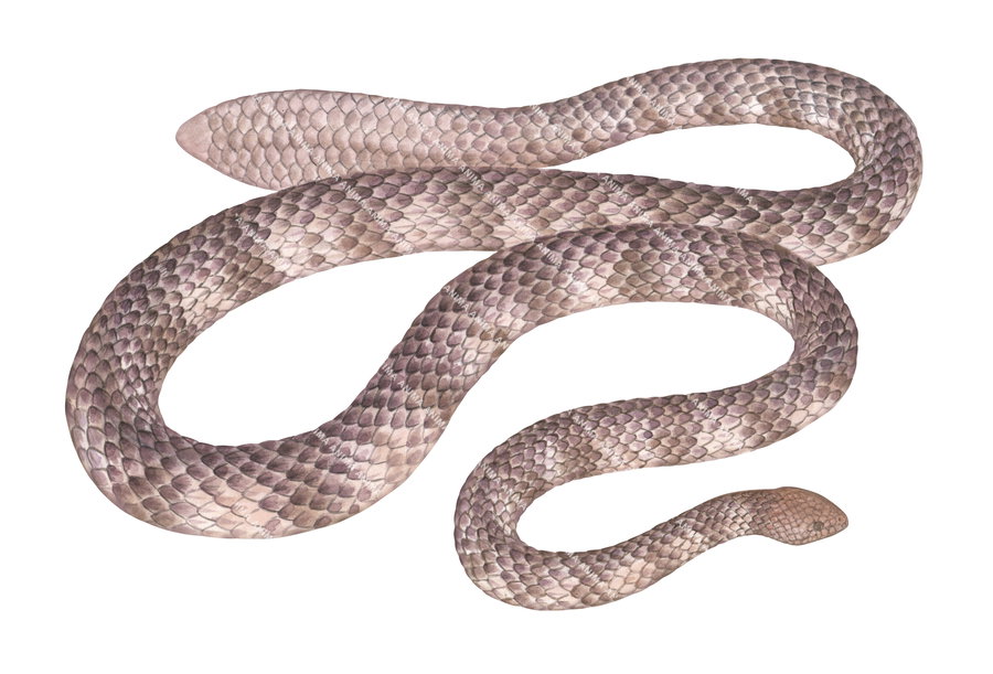 Illustration of a Leaf-scaled Sea Snake with smooth, overlapping scales, shown against a white background with its brownish pink color body loosely coiled and its head slightly raised.